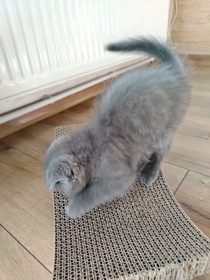 brithis scottish fold - imagine 2