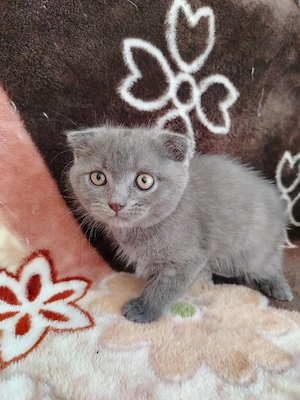 brithis scottish fold - imagine 4