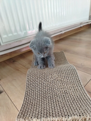 brithis scottish fold