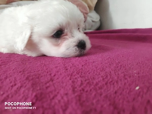 vând bichon maltez  - imagine 5