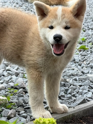 Pui femela Akita Inu părinți cu Pedigree, rasă pură! - imagine 2