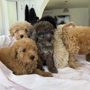 Caniche Pudel Roșu Roșcat Poodle - imagine 4
