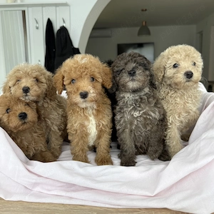 Caniche Pudel Roșu Roșcat Poodle