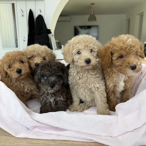 Caniche Pudel Roșu Roșcat Poodle - imagine 3