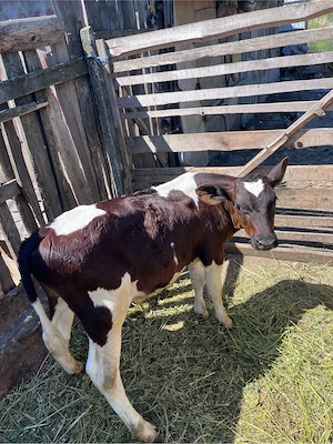 tauras holstein disponibil  - imagine 3
