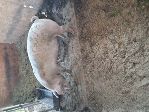 Porc rasa de carne 140 - 150 kg