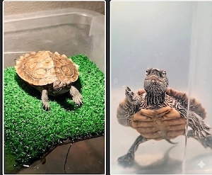 Vând Țestoasă  Mississippi Map Turtle