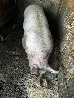 porci 300kg  - imagine 5
