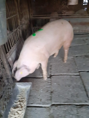 De vânzare porc mascul 150 kg