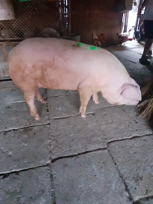 De vânzare porc mascul 150 kg - imagine 4