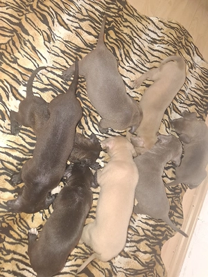 caini Amstaff