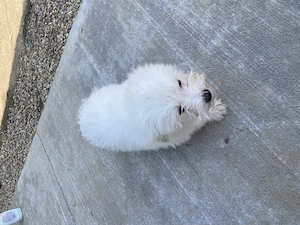 Bichon maltez mini toy  - imagine 12