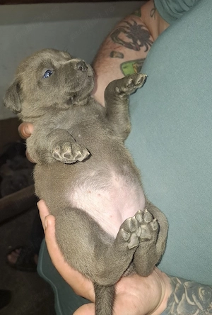 Caini Amstaff - imagine 4