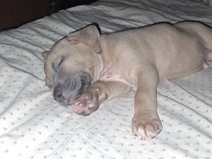 Caini Amstaff