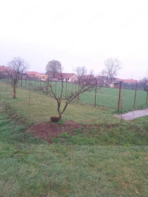 Vând teren intravilan Macea