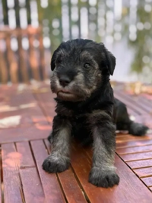 Schnauzer pitic caine   pui - imagine 3