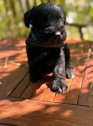 Schnauzer pitic caine   pui - imagine 2