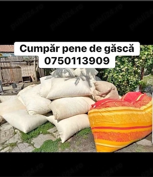 cumpăr pene dd găscă la cel mai bun preț