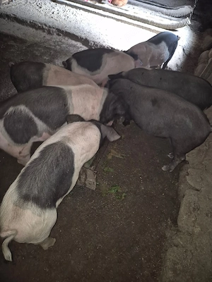 vând purcei de 16 săptămâni crescuți natural în propria gospodărie 