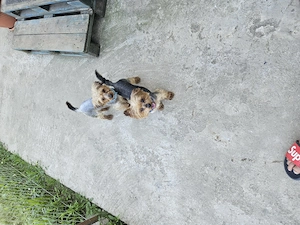 Vand caini Yorkshire Terrier  - imagine 4