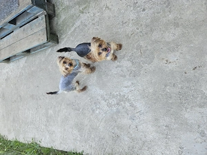 Vand caini Yorkshire Terrier  - imagine 3