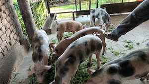 Vând purcei petran și duroc