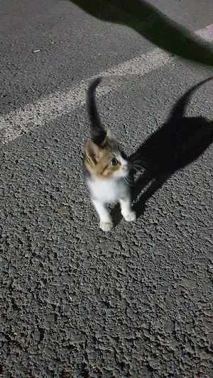 Adopție pisică , Techirghiol - imagine 4