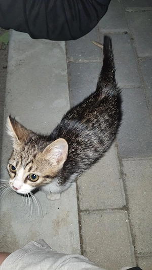 Adopție pisică , Techirghiol - imagine 5