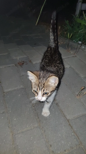 Adopție pisică , Techirghiol - imagine 3