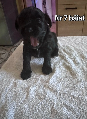 Bichoni maltez de vanzare 