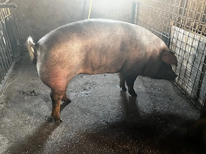 Scorafa de un an  duroc original gestanta in luna a 3 a  - imagine 3