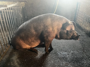Scorafa duroc original gestanta in luna a 3 a 