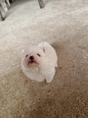 pomeranian mini