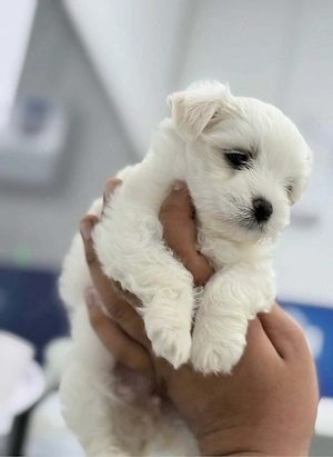 bichon maltez miny 