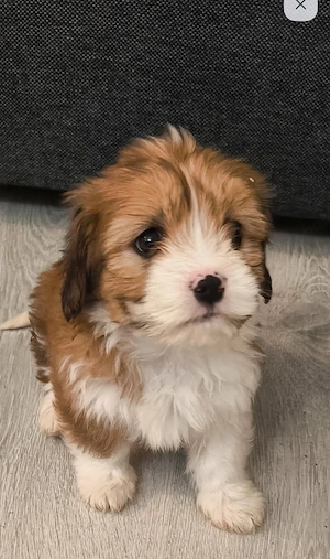 Bichon havanez 