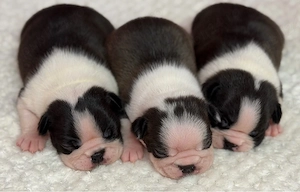 Disponibil Boston TERRIER. - imagine 4