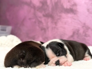 Disponibil Boston TERRIER. - imagine 3
