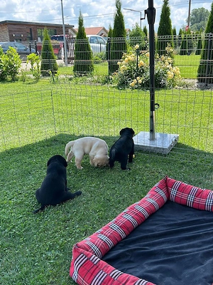 Pui labrador cu pedigree - imagine 3
