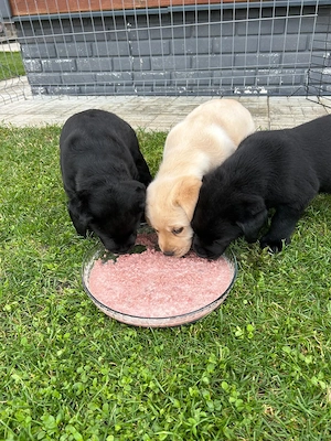 Pui labrador cu pedigree - imagine 2