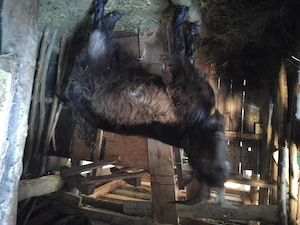 Capra alpin francez metis si tap de anul trecut f.bine dezvoltat - imagine 4