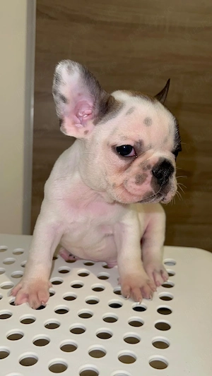 Bulldog francez  - imagine 2