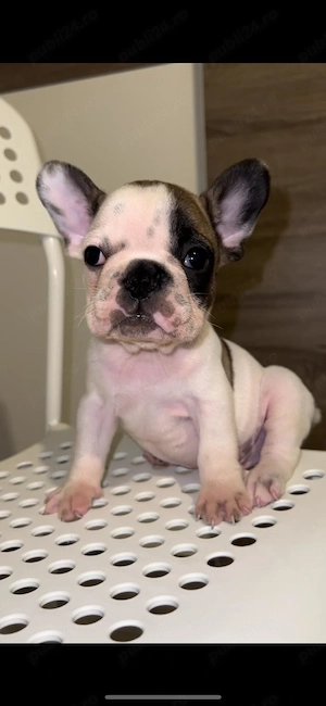 Bulldog francez buldog