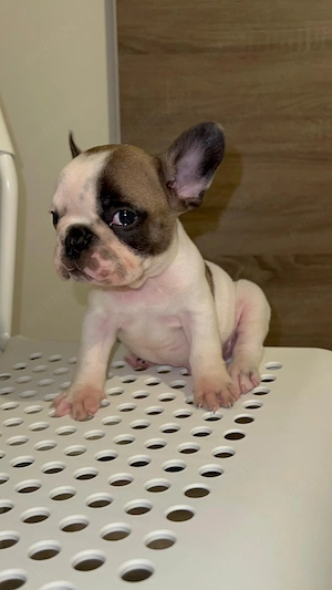 Bulldog francez 