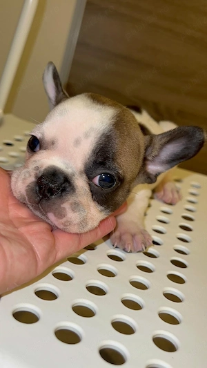 Bulldog francez 