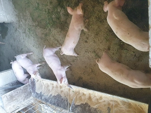 Purcei disponibili petian cu landras 6 saptanani  - imagine 4