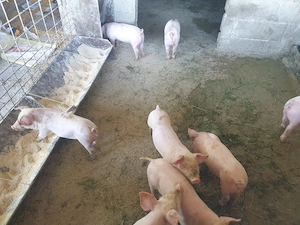 Purcei disponibili petian cu landras 6 saptanani  - imagine 5