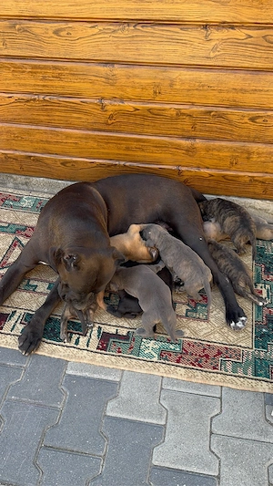 Pui Presa Canario - imagine 4
