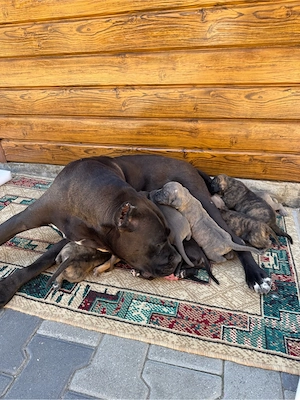 Pui Presa Canario - imagine 3