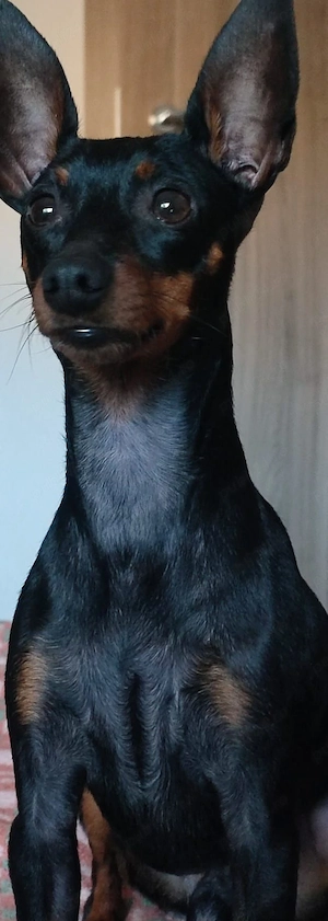  Doberman Pinscher Pitic - imagine 2
