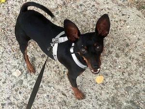 Doberman Pinscher Pitic